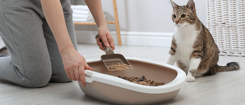 宠物猫砂检测