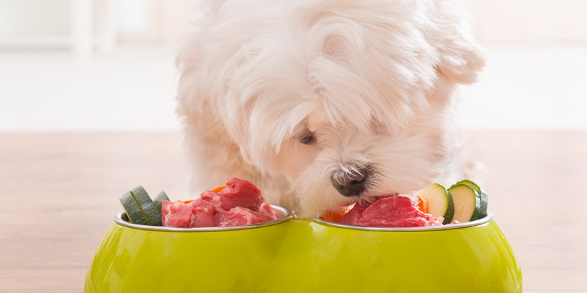 全价犬粮检测
